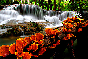 Оранжевые грибы у водопада. (Код изображения: 01008)