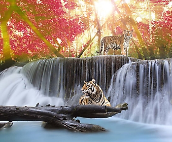 Тигры на водопаде (Каталог номер: 01036)