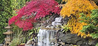 Японские клены у водопада (Каталог номер: 01041)