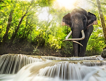 Слон у водопада Эраван (Каталог номер: 01054)
