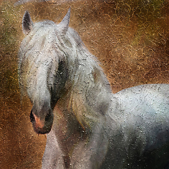 Лошадь. (Код изображения: 17016)