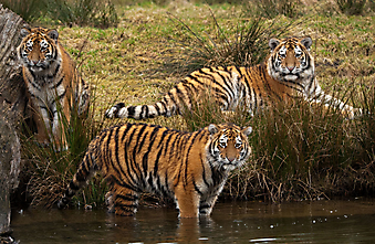 Тигрята. (Код изображения: 11009)