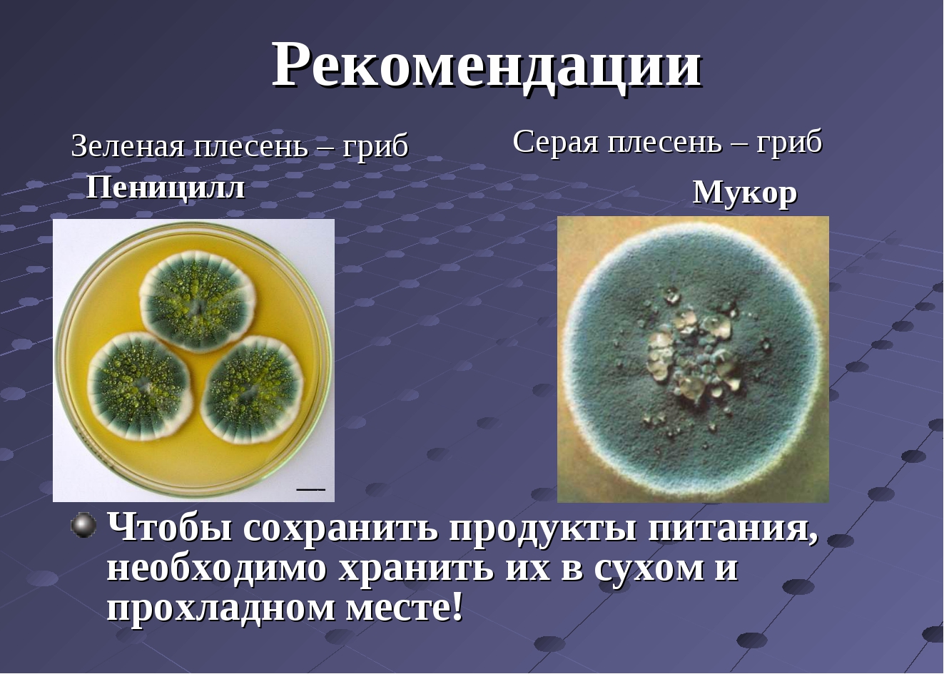 Пеницилл и бактерии. Зеленая плесень пеницилл. Зеленая плесень у человека. Гриб пеницилл питается. Пеницилл на лимоне.