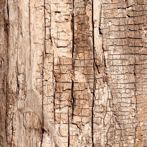 На фото – пересушенная древесина