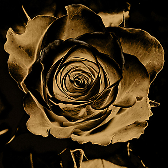 Винтажный цветок. (Код изображения: 17014)