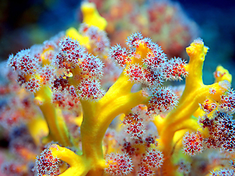 Красочные кораллы. (Код изображения 07026)