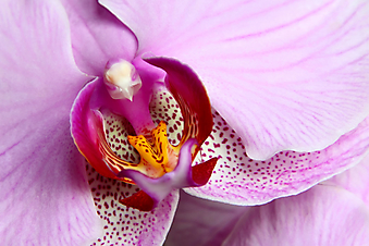 Фиолетовый цветок орхидеи. (Код изображения: 09025)