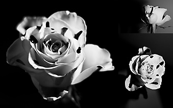 Черные капли на белой розе (Код изображения: 09096)