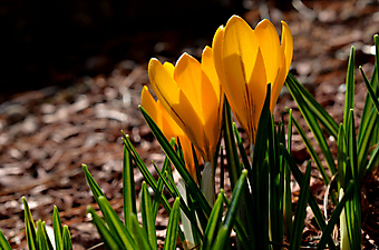 Желтые крокусы в саду. (Код изображения: 09140)