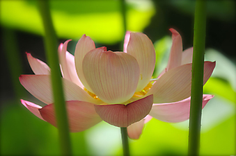 Цветок розового лотоса. (Код изображения: 09160)