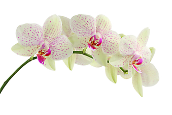 Белые орхидеи с розовыми прожилками. (Код изображения: 09174)