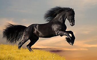 Черная лошадь. (Код изображения: 11005)