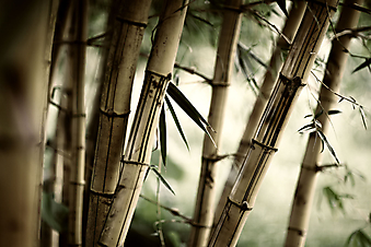 Бамбуковый лес. (Код изображения: 22005)