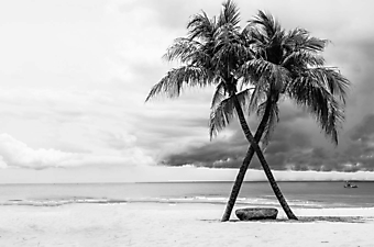 Две пальмы. Черно-белое (Каталог номер: 05157)