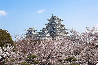 Крепость Химэдзи на фоне цветущей сакуры (Каталог номер: 08046)
